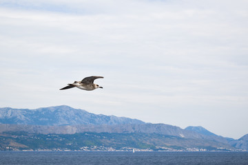 Fototapeta na wymiar White-brown seagull flying during bright cloudy day.