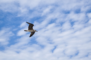 White-brown seagull flying during bright cloudy day.