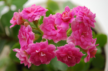 pink to kalanchoe bright room flower