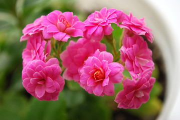 pink to kalanchoe bright room flower