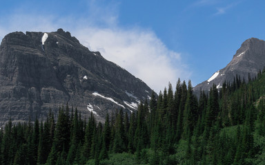 Obraz premium Dense forest of trees in the mountains of Glacier National Park