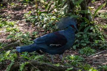 pigeon in park