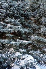 Fototapeta na wymiar Snowy Pine Trees