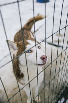 Mirada de perro Husky Siberiano en Ushuaia, Argentina