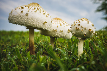 mushroom in grass