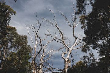 harsh climate concept, rugged tree branches from a dead eucalyptus gum tree against a stormy sky