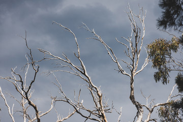 harsh climate concept, rugged tree branches from a dead eucalyptus gum tree against a stormy sky