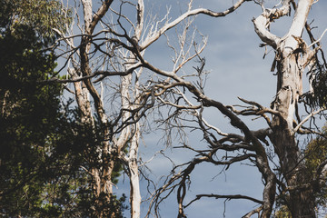 harsh climate concept, rugged tree branches from a dead eucalyptus gum tree against a stormy sky