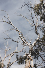 harsh climate concept, rugged tree branches from a dead eucalyptus gum tree against a stormy sky