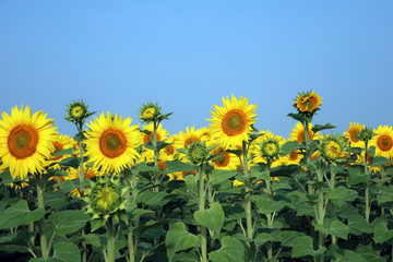 Sunflowers field on a blue sky background. Agricultural business, production of sunflower oil. Summer economy. Cultivated with bright yellow flowers, nature