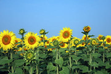 Obraz premium Sunflowers field on a blue sky background. Agricultural business, production of sunflower oil. Summer economy. Cultivated with bright yellow flowers, nature