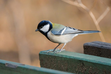 blue tit on a branch