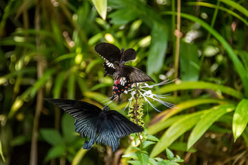 butterfly on a flower