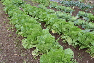 Chinese cabbage cultivation / Chinese cabbage (Napa cabbage) is a healthy winter vegetable containing vitamins and isothiocyanate which has anticancer activity.