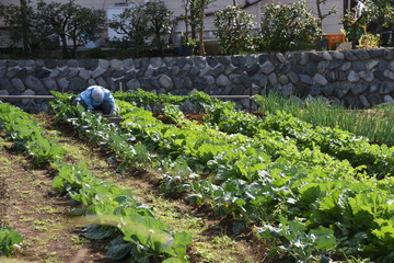 Chinese cabbage cultivation / Chinese cabbage (Napa cabbage) is a healthy winter vegetable containing vitamins and isothiocyanate which has anticancer activity.