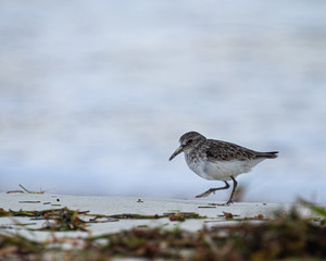 Sandpiper looking for food with beak full of sand.