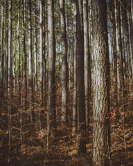 Obraz premium trees in forest