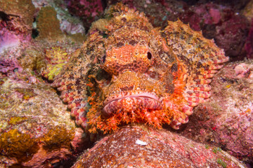 Bearded Scorpionfish (Scorpaenopsis barbata) hiding in a reef.  Underwater photography and marine life.
