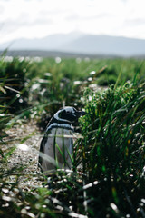 Pinguino magallanico en Ushuaia