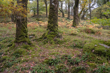 Irish forest in wicklow mountain in autumn