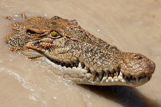 Coccodrillo