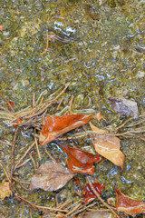 dead leaves floating on small puddle of water
