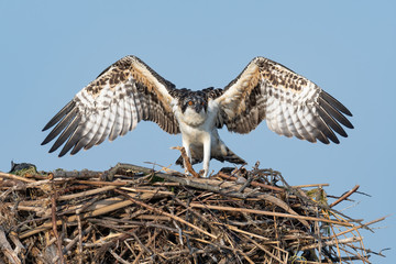 An Osprey nestling with its wings spread.