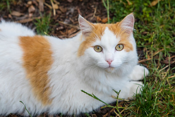 Naklejka na ściany i meble Cat