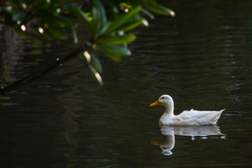 Duck