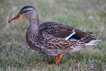 Duck
