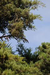 Different Treetops With Blue Sky In The Background