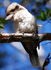 kokabura - Australia 