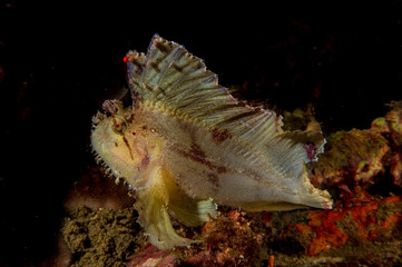 Leaf Scorpionfish also known as Scorpion Leaffish or Paperfish (Taenianotus triacanthus) at a reef near Anilao, Batangas, Philippines.  Underwater photography and marine life.
