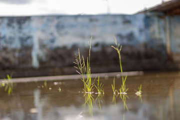 grass in the water