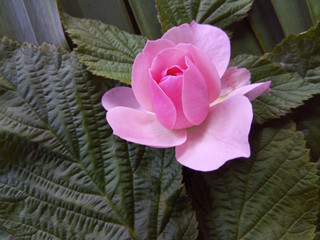 Rose flower on a background of leaves