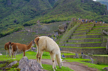 View of Machu Picchu Machupicchu ruins lost Inca city and UNESCO world heritage site in the...