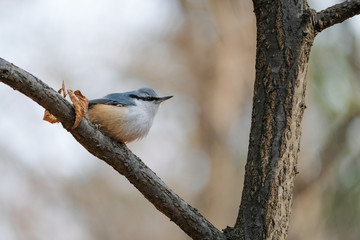 bird on branch