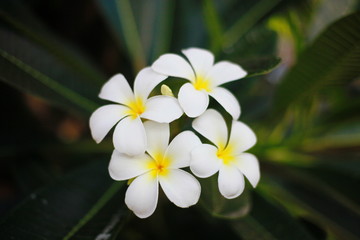 whitel flowers in the garden