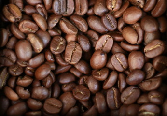 Dark brown terminal coffee beans