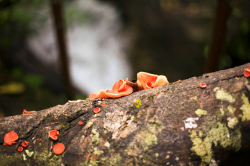 Obraz premium Orange mushrooms on a log on a high mountain