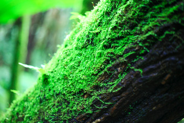 Moss leaves on high mountains