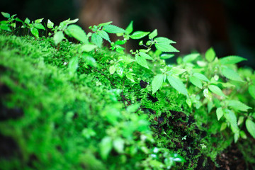 Moss leaves on high mountains