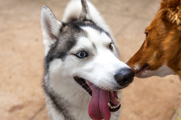siberian husky with funny expression winning a can of a mutt kiss