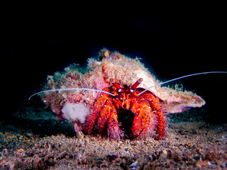 White-spotted Hermit Crab (Dardanus megistos) out for a walk.  It is decapod crustaceans of the superfamily Paguroidea. Scuba diving photography and marine life.