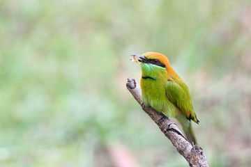 bird on a branch