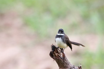 bird on a branch