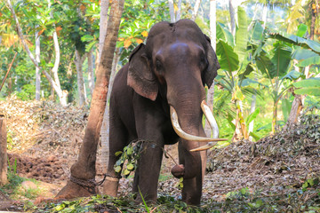 Fototapeta premium Tethered elephant wit big tusks