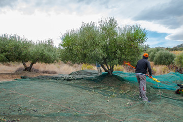 Farmers picking olives in Greece, Crete. Harvesting fresh olives, olive oil production. Picking olives with electric comb. Greek olive agriculture.