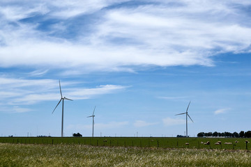 wind turbines in the field