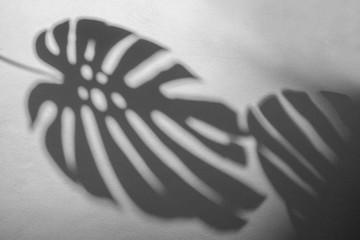 shadows monstera leaf on concrete textured wall surface background. White and Black tone